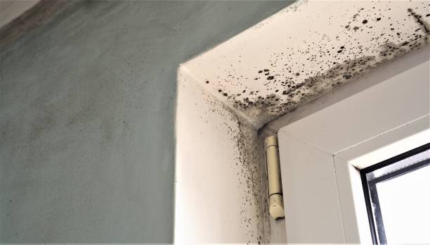 Best Mold Remediation for Healthcare Facilities  in Newport, MN