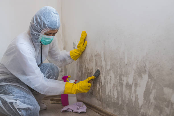 Best Post-Remediation Verification Testing  in Newport, MN