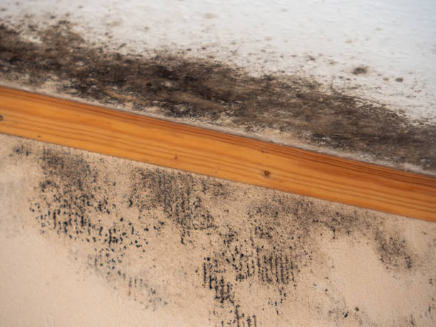 Biohazard Mold Removal in Newport, MN