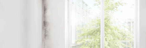 Mold Remediation for Rental Properties in Newport, MN