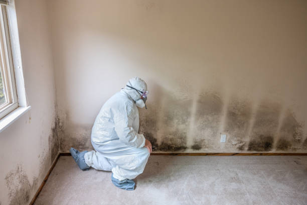 Best Industrial Mold Remediation  in Newport, MN