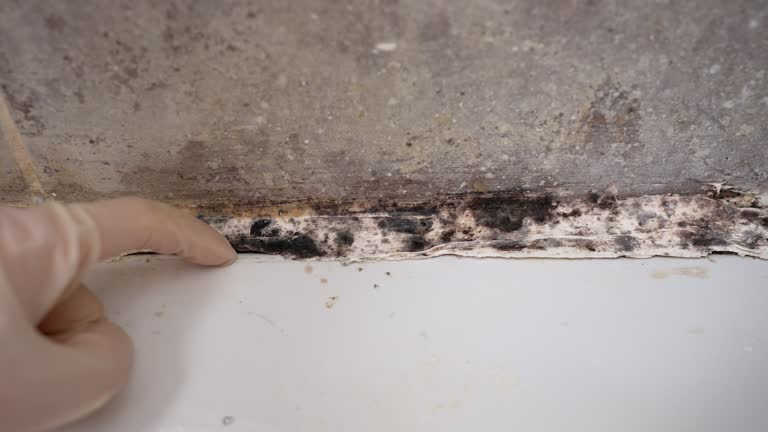 Best HVAC Mold Inspection and Cleaning  in Newport, MN