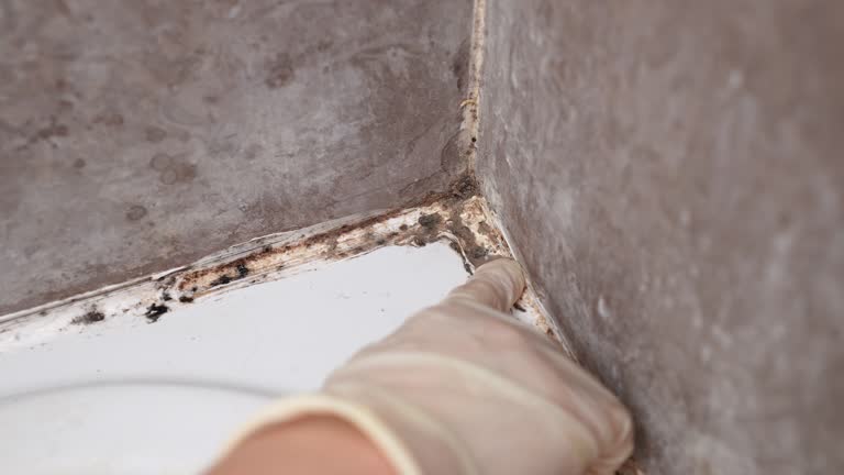 Best Mold Documentation for Insurance Claims  in Newport, MN
